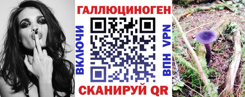 Псилоцибиновые грибы Cubensis Чегем